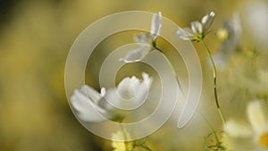 White Daisy flowers sway on wind