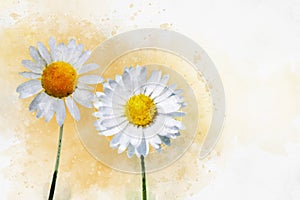 White daisy flowers. Watercolor background illustration set. Isolated daisies illustration element