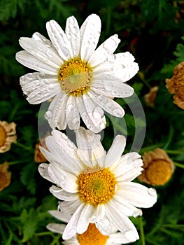 White daisy flowers with waterdrops on the leaves