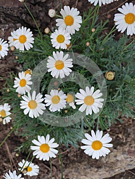 White Daisy Flowers with Yellow Centre on the Pathway