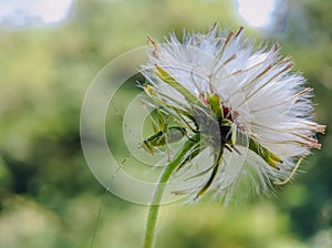 white daisy and grasshopper