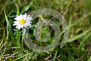 White daisy in the green uncultivated field