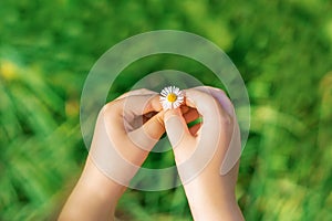 A white daisy in hands of child