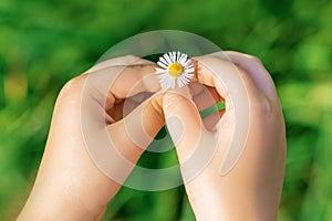 A white daisy in hands of child