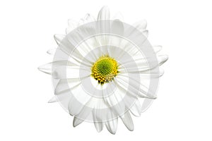 White daisy isolated