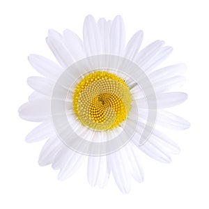 White daisy isolated photo