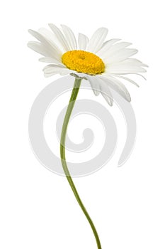 White daisy