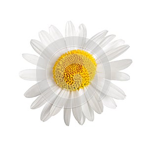 White daisy
