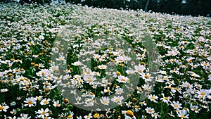 White daisy lea