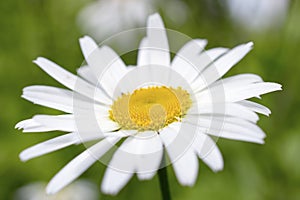 Bianco camomilla fiore 