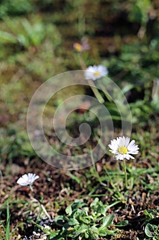 White Daisy-Like Wild Flowers in a Forest in Madeira