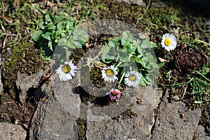 White Daisy-Like Wild Flowers on a Meadow