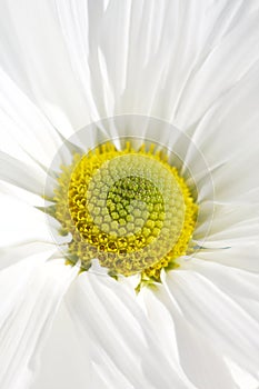 White daisy macro