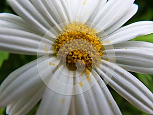 White daisy macro