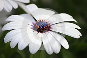 White daisy macro