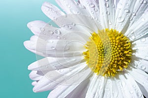 White daisy macro on a blue background. Delicate background for advertising cosmetic products and body care products