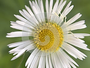 White Daisy macro closeup with blurry green grass background