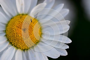 white daisy macro shot on a dark background, in the middle of an insect. Shallow depth of field