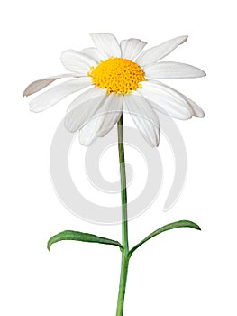 White Daisy Marguerite isolated on white background, including clipping path.