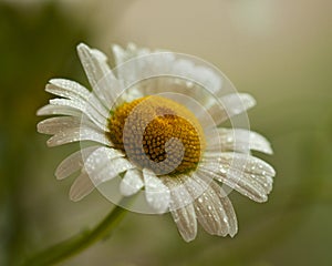 White daisy petal after rain