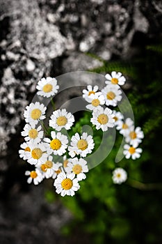 white daisy plant with blossom in fall