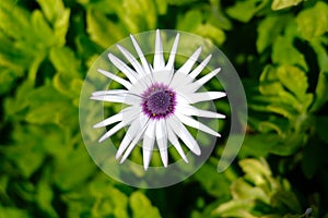 White daisy with purple centre
