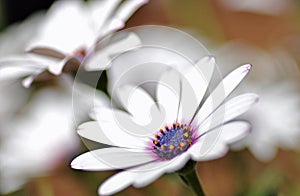 White daisy purple centre