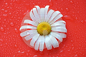 white Daisy on a red orange background with water drops, summer