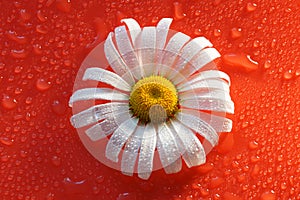 white Daisy on a red orange background with water drops, summer