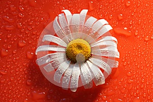 white Daisy on a red orange background with water drops, summer