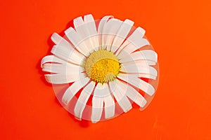 white Daisy on a red orange background with water drops, summer