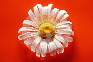 white Daisy on a red orange background with water drops, summer