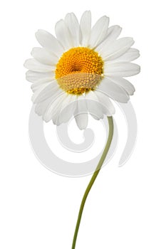White daisy