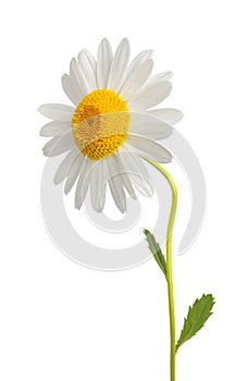 White daisy