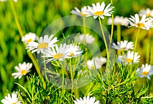 White daisy in the summer dawn, delicate petals with soft focus, free space for text