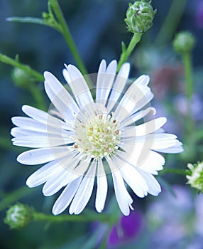 White Daisy (Symphyotrichum ericoides).