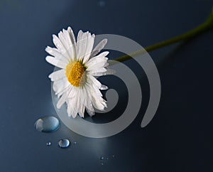 White daisy with water-drops on a dark background.