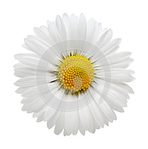 White daisy on white background