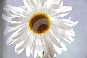 White daisy with yellow center backlit against glass.