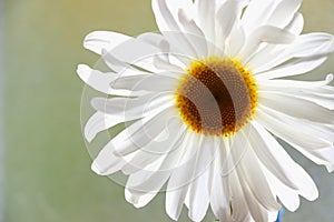 White daisy with yellow center backlit against glass.