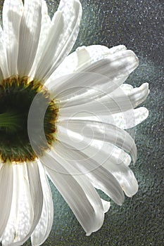 White daisy with yellow center backlit against glass.