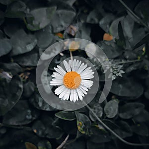 White Daisy with yellow seeds in the centre in a botanical garden.