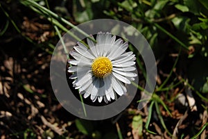 White daisyflower