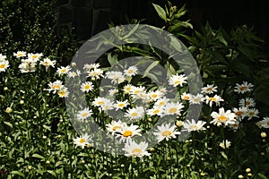 White Daisys in bloom
