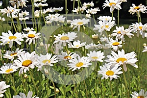 White Daisys in bloom