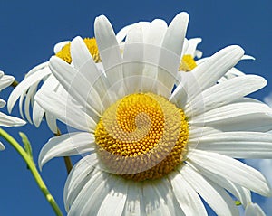 White daisywheels on background blue sky