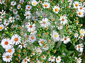 White daisywheels