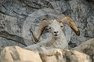 White Dall Sheep in canadian zoo