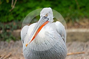 White Dalmatian pelicans