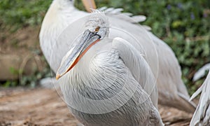 White Dalmatian pelicans